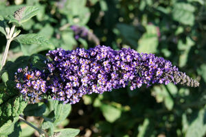 Bild von Buddleja